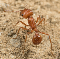 Pogonomyrmex subnitidus