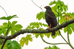 Buteogallus schistaceus