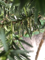 Pulvinaria floccifera