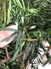 Pulvinaria floccifera