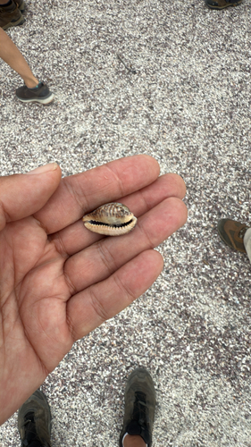 Cypraea nigropunctata, 2025-07-29