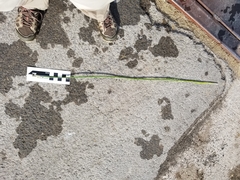 Eleocharis cellulosa