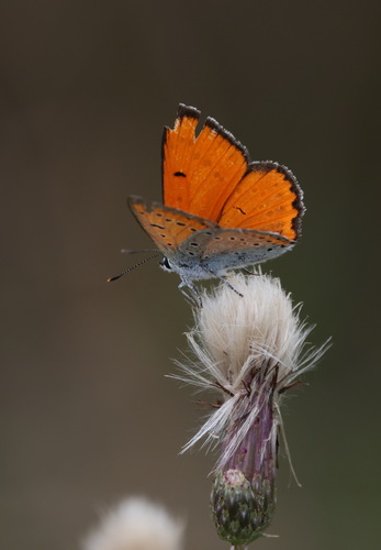 Lycaena dispar