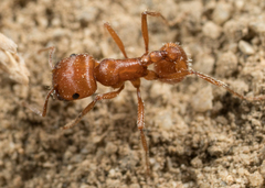Pogonomyrmex subnitidus