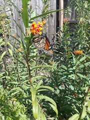 Danaus plexippus