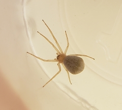 Philodromus anomalus