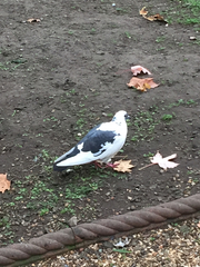 Columba livia domestica