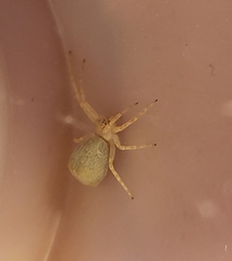 Philodromus anomalus
