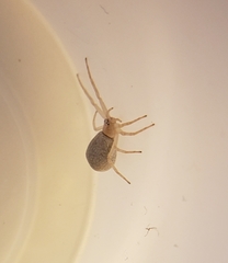 Philodromus anomalus