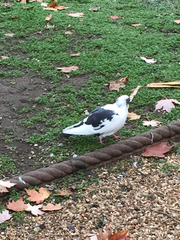 Columba livia domestica