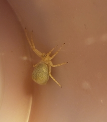 Philodromus anomalus