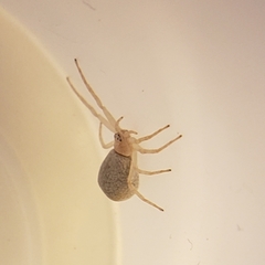 Philodromus anomalus