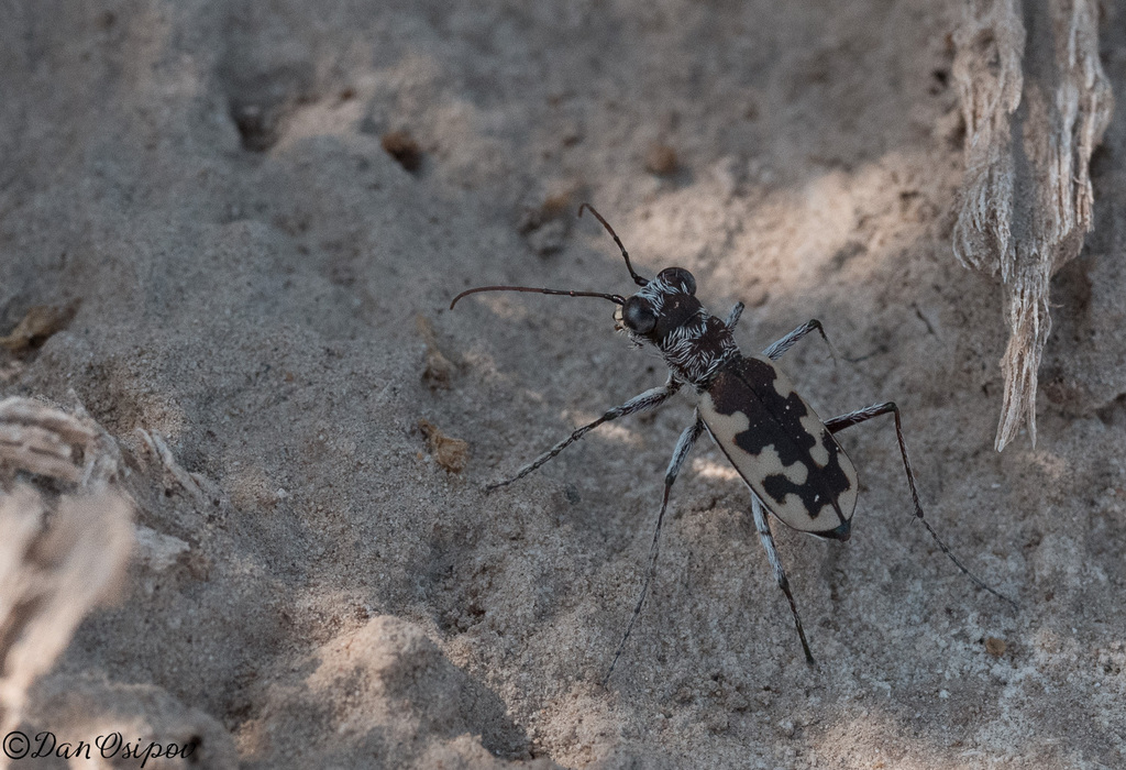 Cephalota deserticoloides