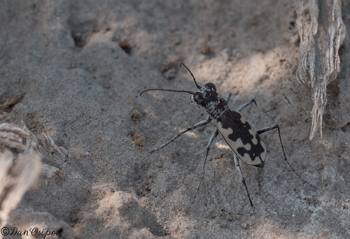 Cephalota deserticoloides