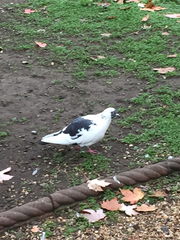 Columba livia domestica