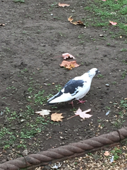 Columba livia domestica