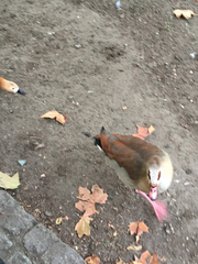 Alopochen aegyptiaca