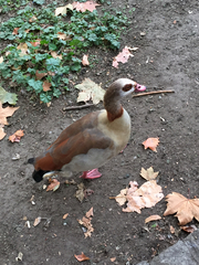 Alopochen aegyptiaca