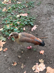 Alopochen aegyptiaca