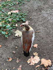 Alopochen aegyptiaca