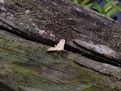 Parapoynx allionealis