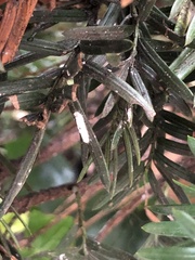 Pulvinaria floccifera