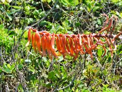 Gasteria acinacifolia