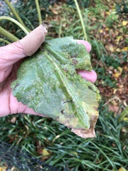 Puccinia helianthi