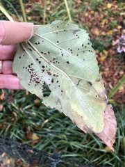 Puccinia helianthi