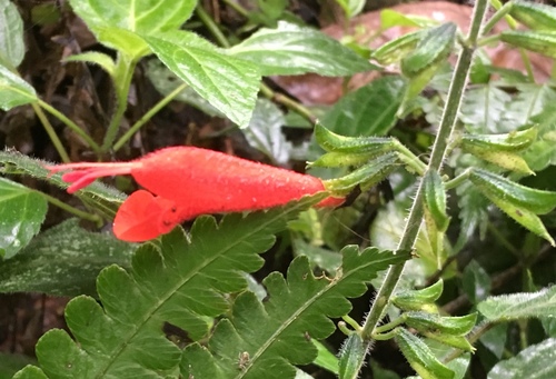 Salvia pauciserrata