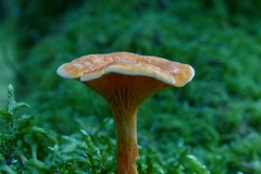 Hygrophoropsis aurantiaca