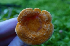 Hygrophoropsis aurantiaca