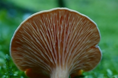 Hygrophoropsis aurantiaca