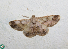 Iridopsis validaria