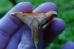 Hygrophoropsis aurantiaca