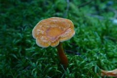 Hygrophoropsis aurantiaca