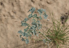 Dalea lanata