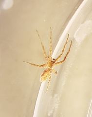 Philodromus anomalus