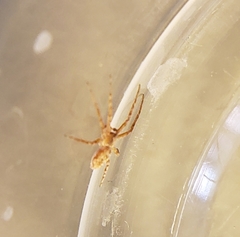 Philodromus anomalus