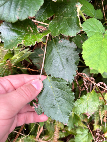 Devon Whitebeam (Karpatiosorbus devoniensis)