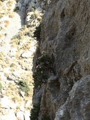 Staehelina fruticosa