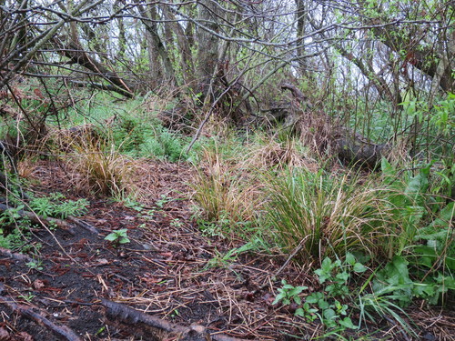 Carex dipsacea (Carex dipsacea)
