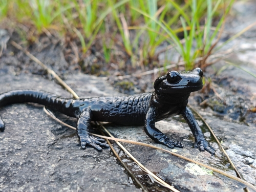 Lanza's Alpine Salamander, photo 3 of 7