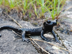 Lanza's Alpine Salamander photo 3