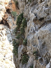 Staehelina fruticosa