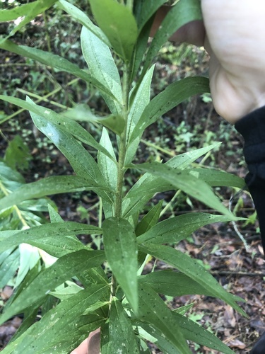 Solidago altissima image