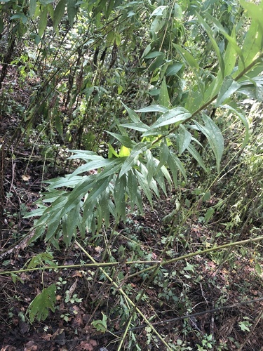 Solidago altissima image