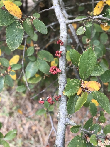 Cedar Elm (Ulmus crassifolia)