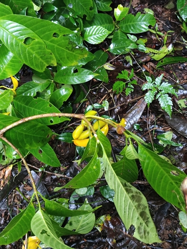 alternate-leaved crape jasmine (Tabernaemontana alternifolia)