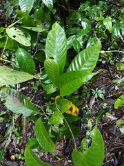 (c) Ashwin A, some rights reserved (CC BY) Tabernaemontana alternifolia, photograph (c) Ashwin A, some rights reserved (CC BY)